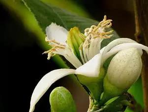 含佛手的中药,中药佛手图例