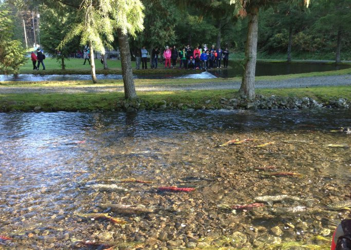 逆流而上,加拿大威化溪三文鱼洄游之旅