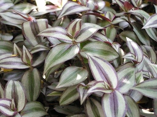 适合水培的花卉有什么,适合水培的花卉有哪些