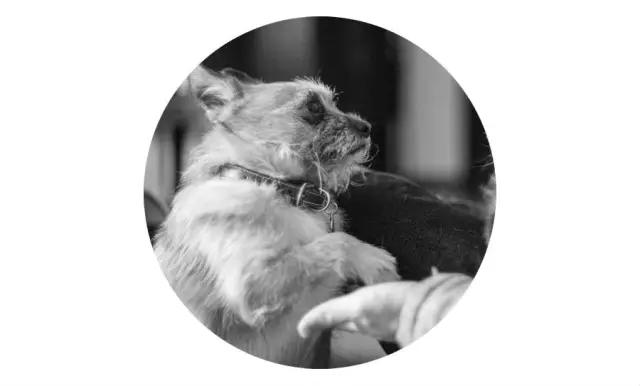 2022上海宠物领养中心官网,上海宠物领养日申请领养概率