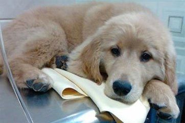 狗狗犬瘟热的症状和治疗方法,狗狗犬瘟热的症状