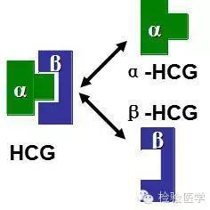 备孕检查孕酮和hcg的最佳时间,备孕你不知道的孕前注意事项