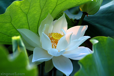 人生先贫穷后暴富的三大生肖,十二生肖哪个生肖是吉哪个是凶