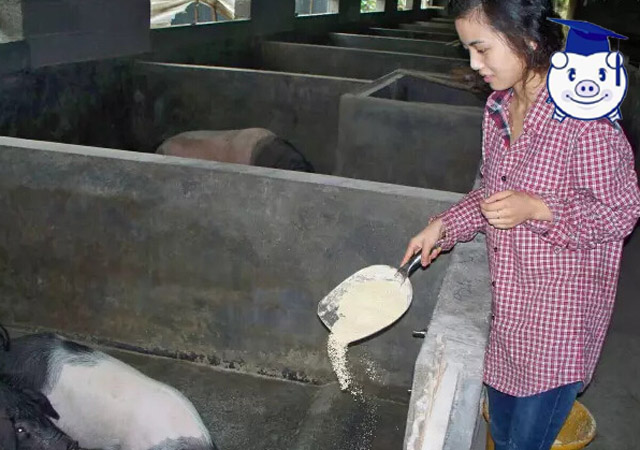 90后女孩养猪致富经历,简单养猪致富经视频