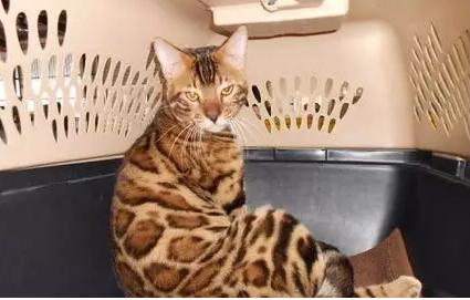 世界上最贵的猫十大排名,世界上最贵的贵族猫是多少钱