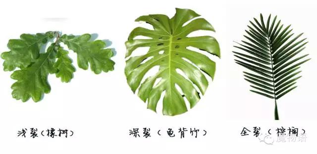 你们见过这么大的铁树吗,大铁树好壮观