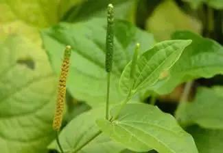 荜茇治疗牙疼配方,荜拨治蛀牙