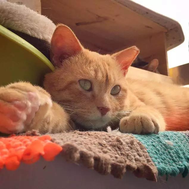 「3月上海领养」给流浪的它们一个温暖的家！