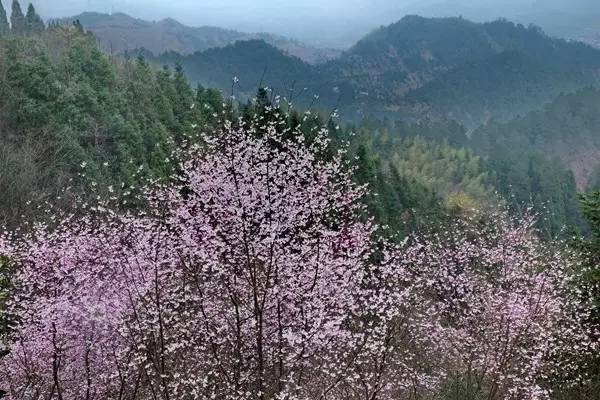 畅游通山,*光春**烂漫映北山一季樱花梦里来