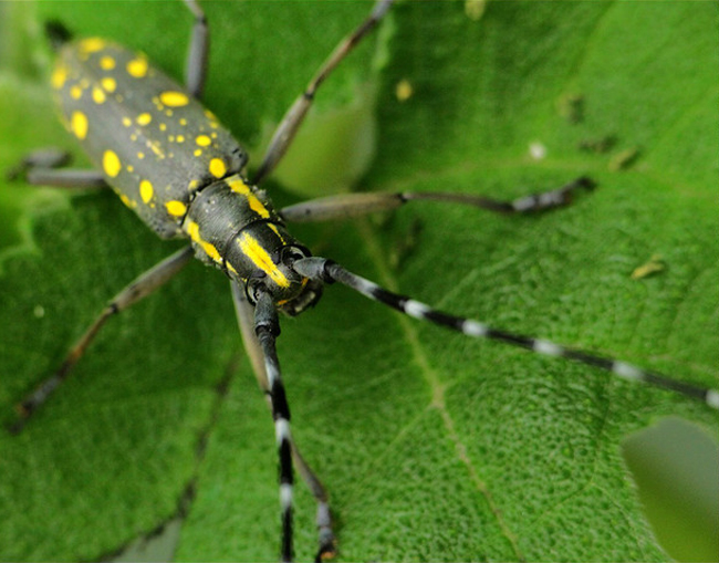 昆虫蛰伏期多长时间,昆虫越冬怎么消灭