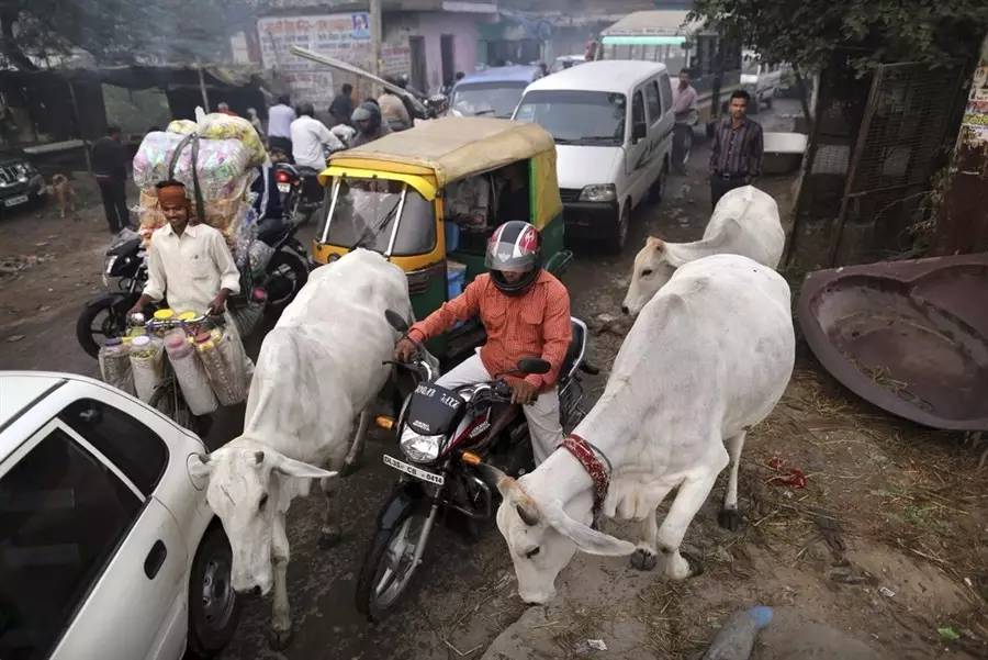 赏樱、观雪，私人版全宇宙最美8条铁路线|YOLO