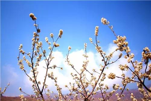 春暖花开：猴年春灿烂，樱桃花争艳，君若假日闲，关河金坪岸！