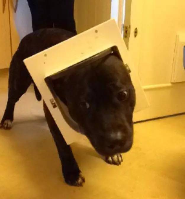 狗生已思考好,请帮我把狗头弄出来