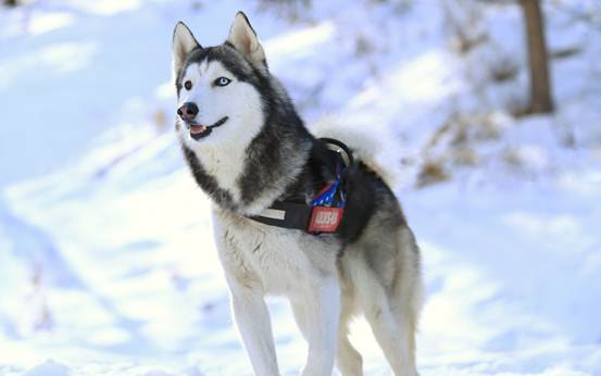 宠物哈士奇与雪橇犬的区别,土狗拥有哈士奇的性格