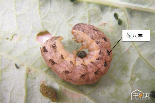 种植白菜心怎么管理,防治白菜萝卜病虫害哪个药好