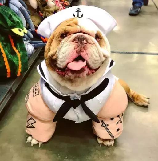 英牛怎么分辨品质,英牛是怎么培育出来的