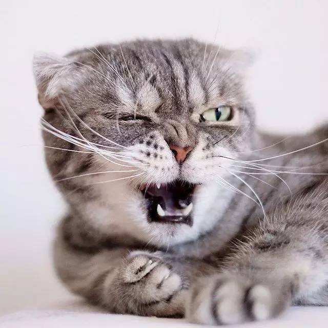 怎样亲近喵星人教你5个实用贴士,喵星人独门秘籍