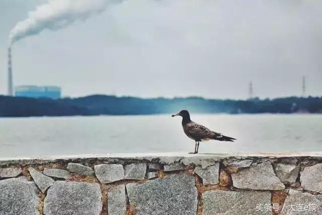 大连最美的海边渔村,大连最美渔村是哪里