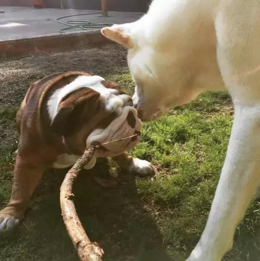 英牛的特征是什么,英牛智商高吗值得买吗