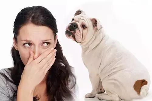 猫狗“有味”从何来?你不得不知的宠物臭味来源