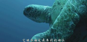 豆瓣9.7的冷门好片，送给每个热爱生命的人