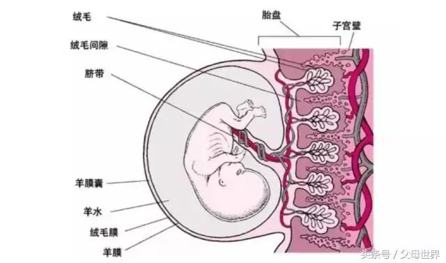 胎盘能阻挡一些不好的东西吗,胎盘有没有好不好的说法