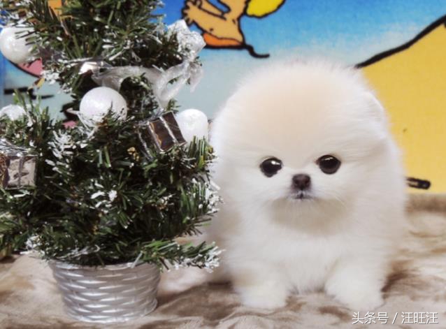 宠物狗用品小型犬,养宠物狗狗的日常生活用品