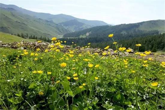 多彩阿勒泰哈巴河,多彩新疆阿勒泰禾木村