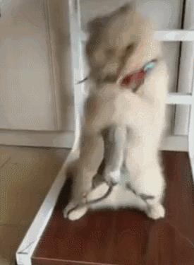 每日小笑话段子,每日小段子大全