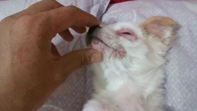 狗狗的眼睛红肿睁不开是怎么回事,狗狗眼睛红肿睁不开