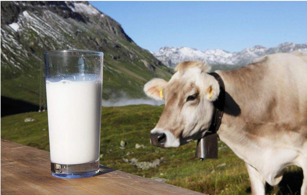 三个月泰迪可以吃什么食物,对泰迪有益的五种食物