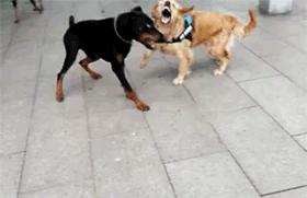 人被狗咬了要打狂犬疫苗吗,人被狗咬了需要打几针