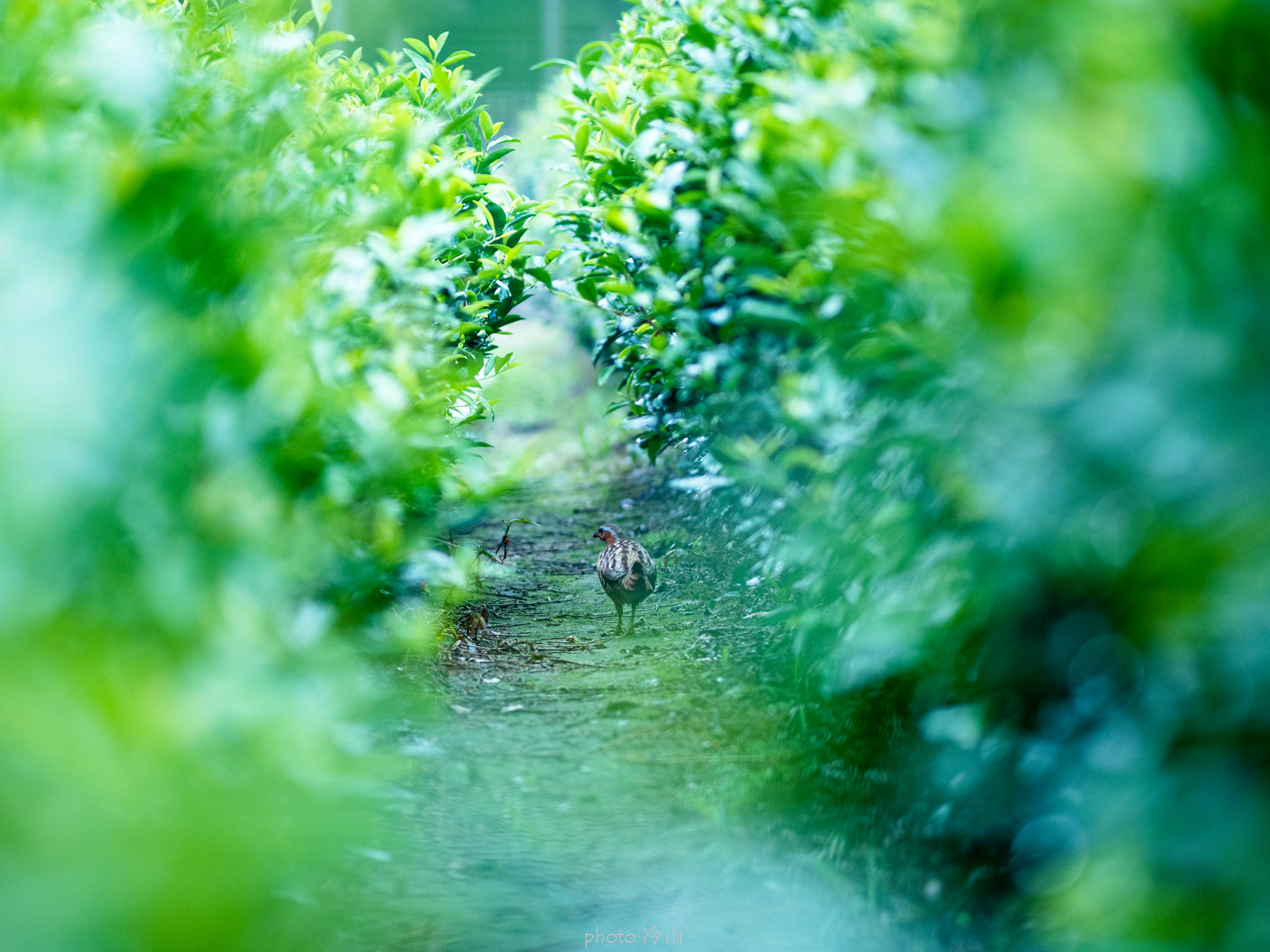 华顶千年杜鹃林,天台山石梁瀑布华顶杜鹃