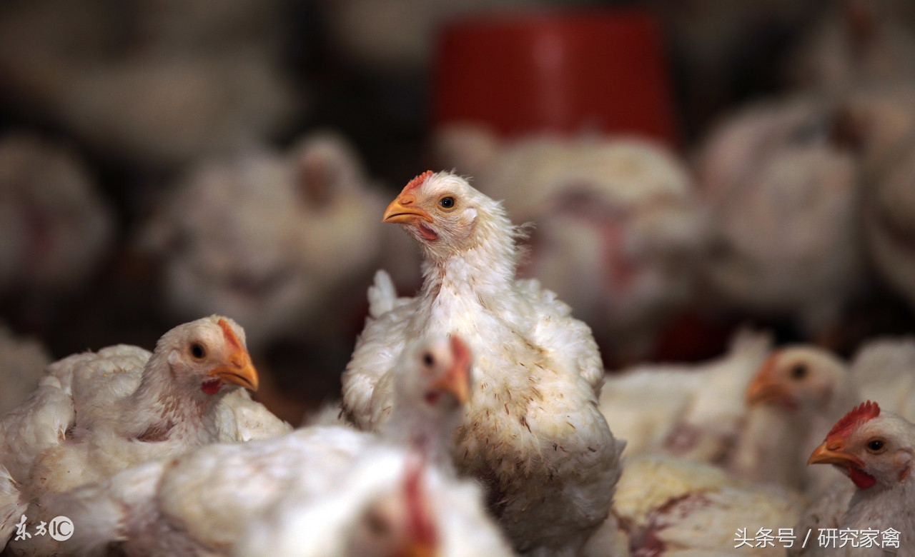 大肉食鸡肺不好怎么回事,大肉食鸡呼吸道
