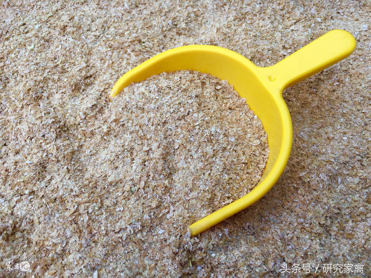 大肉食鸡肺不好怎么回事,大肉食鸡呼吸道