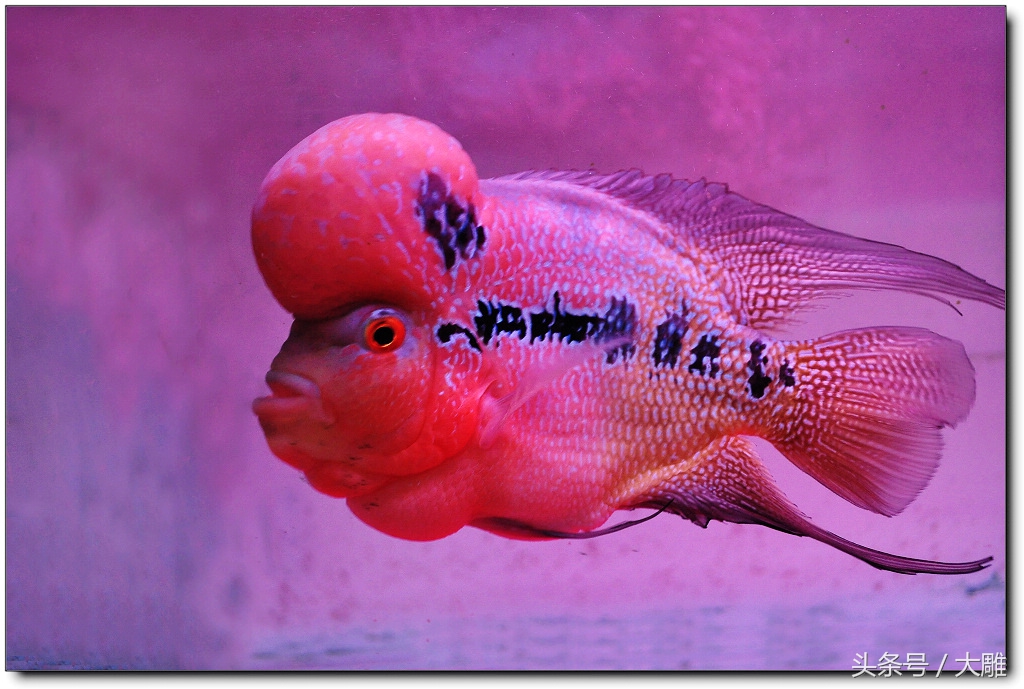 养鱼笔记新手入门教程,养鱼饲养记