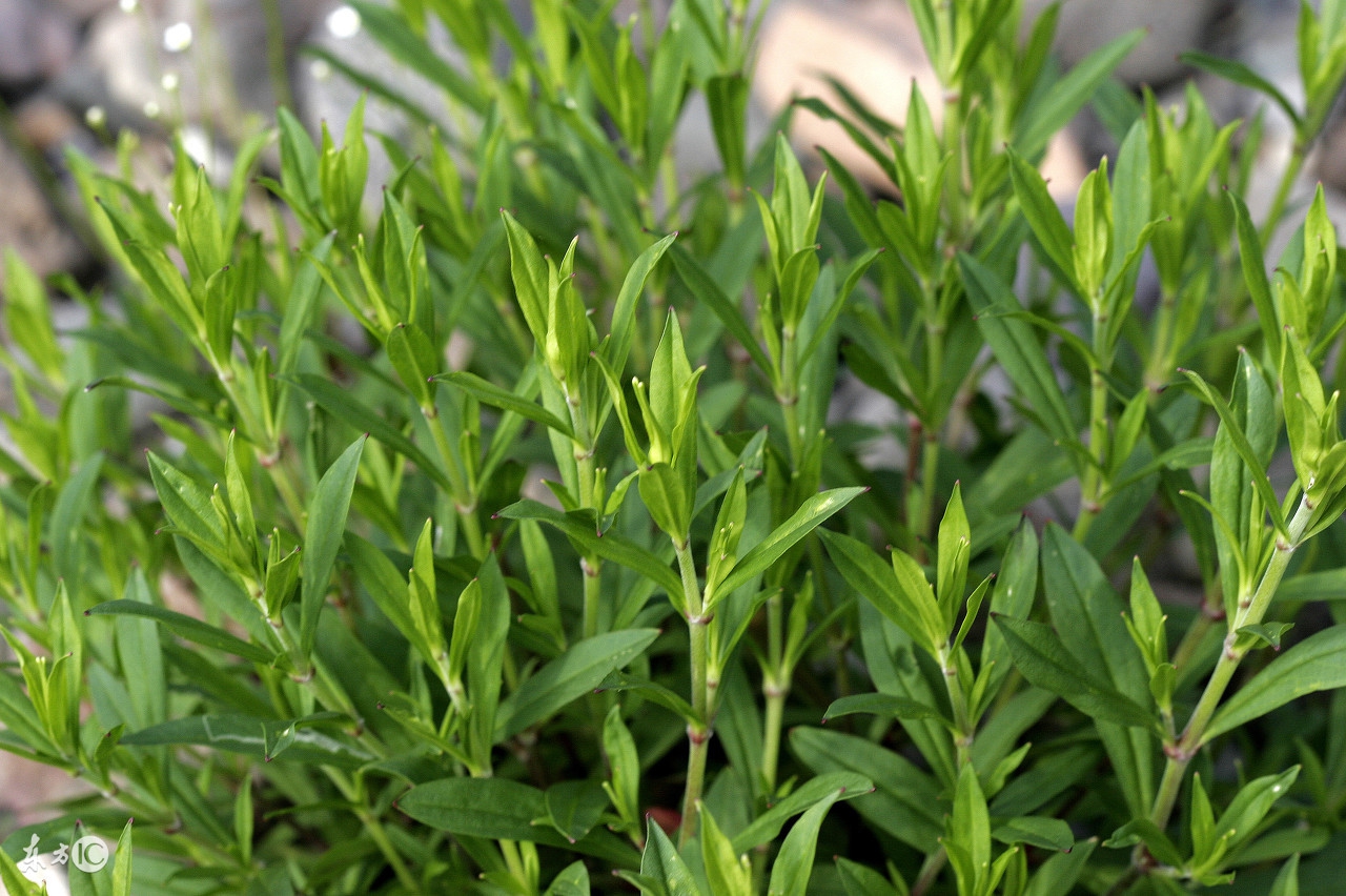 生猪常见病及治疗方法,生猪病症诊断及治疗