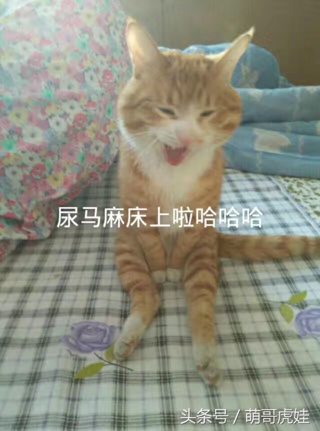 小猫平时很乖巧过一阵就尿床,小猫总是半夜来床上枕头上尿尿