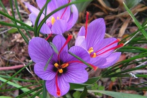 最好看的花藏红花,藏红花被誉为女性之花