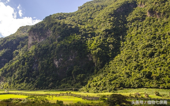 董棕能做西米露,长的还好看,象征永恒的爱情,幸福美满的生活!