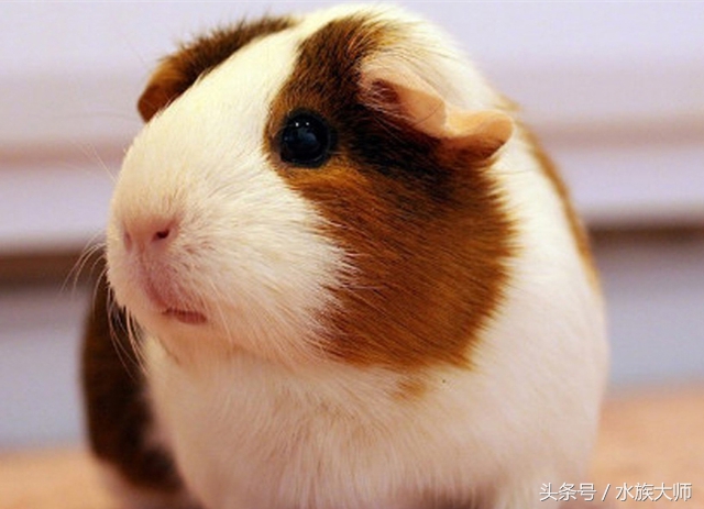 荷兰猪养了有什么坏处,荷兰猪喂多了怎么办