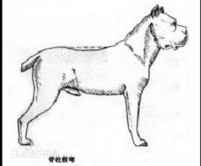 什么狗打得过加纳利,加纳利和卡斯罗哪个看家好