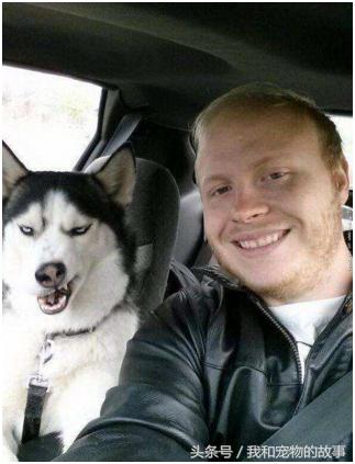 养哈士奇好还是养阿拉斯加好,养哈士奇是一种什么体验