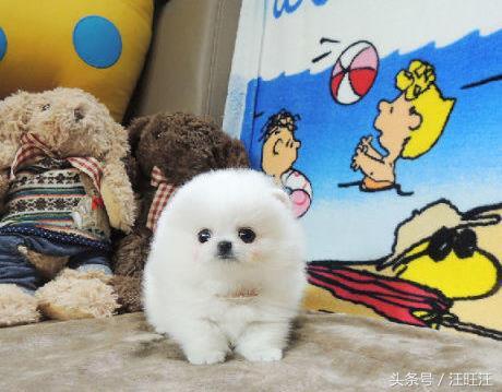 50天的小狗得了细小治愈成功率,宠物狗病毒的防治