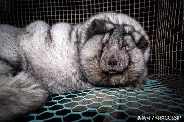 在芬兰皮毛工厂生活的北极狐，体重是正常同类的7倍，面目全非