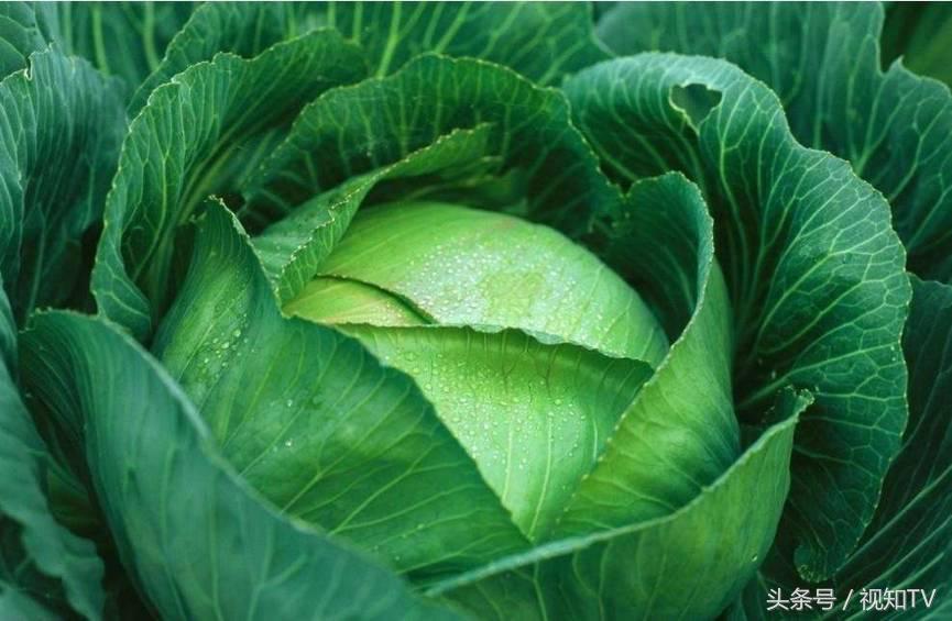 德国和东北离得那么远,他们的酸菜却吃起来都差不多