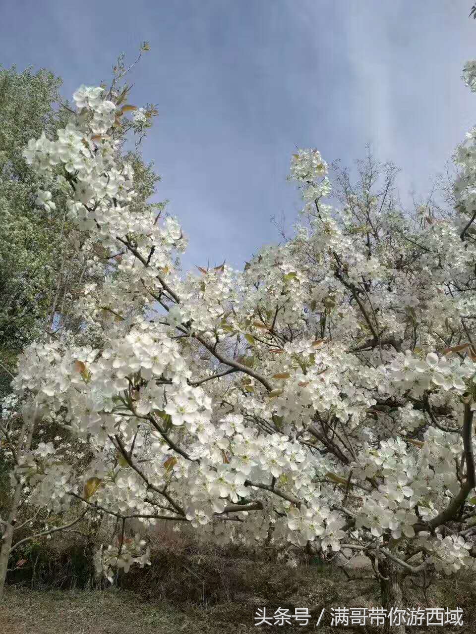 库尔勒香梨熟了！古尔邦节假期去库尔勒采香梨吧！只要4元每公斤