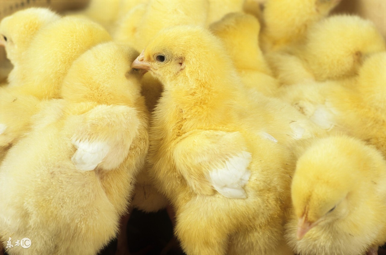 蛋鸡法氏囊会不会影响产蛋,蛋鸡病后产小蛋