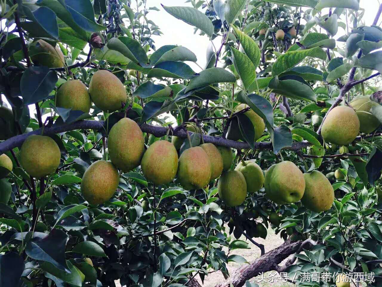 库尔勒香梨熟了！古尔邦节假期去库尔勒采香梨吧！只要4元每公斤