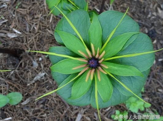 七叶一枝花有什么作用和功效,七叶一枝花